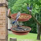 Mangeoire à oiseaux extérieure de grande capacité escalade d'alimentation pour colibris