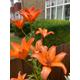 Lilium LA Hybrid 'Orange Tycoon' (Orange Lily) Bulbs To Plant Yourself (Free UK Postage)