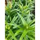 Lilium LA Hybrid 'Algarve' Bulbs (Pink Lily) Bulbs To Plant Yourself (Free UK Postage)