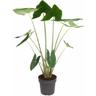 Plant In A Box - Alocasia zebrina - Plante d'intérieur xxl - Pot 32cm - Hauteur 140-150cm - Vert