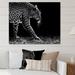 Ebern Designs Leopard In Black & White - Traditional Canvas Wall Decor Plastic in Black/White | 34 H x 44 W x 1.5 D in | Wayfair