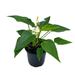 Florida House Plants Anthurium White In A 4 Inch Pot | 12 H x 5 D in | Wayfair 63146949