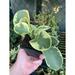 Florida House Plants Variegated Spoonleaf Marble Rubber Peperomia | 12 H x 5 D in | Wayfair 87754416