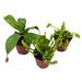 Florida House Plants Carnivorous Plant Set Venus Fly Trap Assortment Nepenthes Rotundifolia Set O | 12 H x 5 D in | Wayfair 90588468