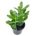 Florida House Plants Jade Plant 4 Inch Crassula Ovata Friendship Plant Money Plant Silver Dolla | 12 H x 5 D in | Wayfair 68278287