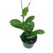 Florida House Plants Hoya Australis Lisa Very Full 4 Potted Starter Ready For 46 Pot Honeyplan | 12 H x 5 D in | Wayfair 22577966