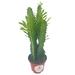 Florida House Plants Original African Milk Tree Euphorbia Trigona Green NonVariegated Giant Big T | 12 H x 5 D in | Wayfair 37407143