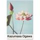 Lydsto - Poster fleurs de lotus par k.ogawa