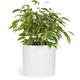 Fox & Fern Plant Pot, Large Plant Pots for Indoor & Outdoor, UV & Frost Resistant Plant Vase with Drainage Plug, Fiberstone, Large Indoor Pots for Plants & Flowers, House Indoor Plant Pot, Single Pot