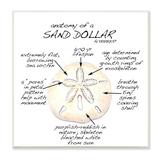 Stupell Industries Informative Sand Dollar Learning Chart Nautical Education Wall Plaque Art By Dishique in Brown/White | Wayfair an-608_wd_12x12