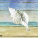 Highland Dunes Better at the Beach Conch Shell - Wrapped Canvas Painting Canvas | 12 H x 12 W x 1.25 D in | Wayfair