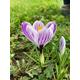 Crocus 'King of the Stripe' (White and Purple) - 5, 10 or 20 bulbs - within the UK