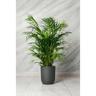 Vivaio Garden Forest - Pianta di Areca Dypsis Lutescens vaso 20cm h 120cm foto reali pianta vera