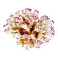 RENJIELI 1Pc Of Polyresin Coral Ornament Diamater 4 1/3" For Fish Tank Aquarium Decoration (Color : Pink and White) little surprise