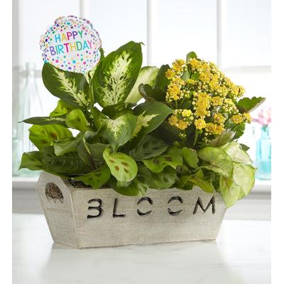 1-800-Flowers Plant Delivery Bloom Dish Garden Bloom W/ Happy Birthday Balloon | Happiness Delivered To Their Door