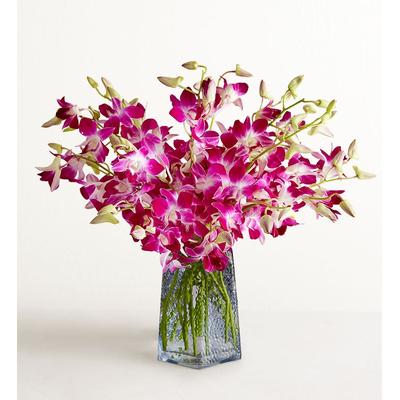 1-800-Flowers Flower Delivery Exotic Breeze Orchids 20 Stems W/ Blue Vase | Happiness Delivered To Their Door