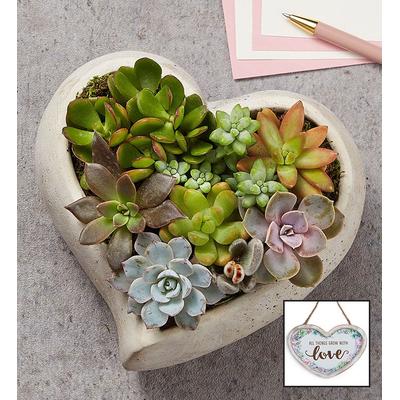 1-800-Flowers Everyday Gift Delivery Sweet Succulent Heart Garden Large W/ Plaque