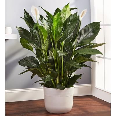 1-800-Flowers Plant Delivery Calming Peace Lily Floor Plant (Large) W/ Sandstone Planter