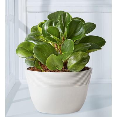 1-800-Flowers Plant Delivery Baby Rubber Plant (Peperomia) Table Size Plant (Medium) W/ Sandstone Planter