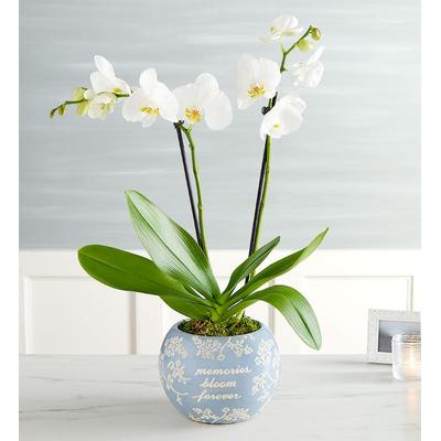 1-800-Flowers Flower Delivery Blooming Memories Orchid