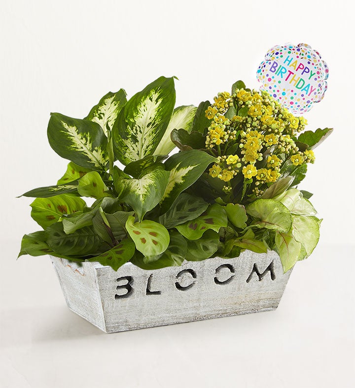 1-800-Flowers Seasonal Gift Delivery Bloom Dish Garden Bloom W/ Happy Birthday Balloon | Happiness Delivered To Their Door