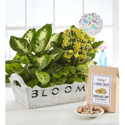 1-800-Flowers Seasonal Gift Delivery Bloom Dish Garden Bloom W/ Happy Birthday Balloon & Cookies | Happiness Delivered To Their Door
