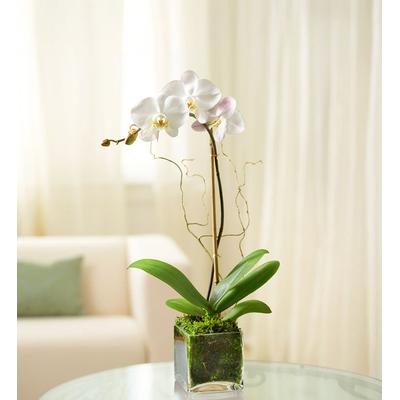 1-800-Flowers Flower Delivery White Phalaenopsis Orchid