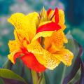 Canna Cleopatra (Indisches Blumenrohr)