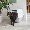 Modern Fantasy Flushable Cat Litters - Best Reviews Guide