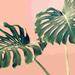 Bay Isle Home™ Monstera Blush - Wrapped Canvas Graphic Art Canvas in White | 36 H x 36 W x 1.25 D in | Wayfair D928E9F9255144D1ACE9729C295E5921