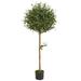5' Olive Topiary Artificial Tree - h: 5 ft. w: 15 in. d: 15 in