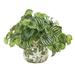 Nearly Natural Watermelon Peperomia Artificial Plant in Vase (Real Touch)