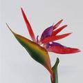 HEVIRGO Artificial Flower Bird Of Paradise Fake Plant Silk Strelitzia Reginae Home Decor(Red)