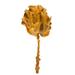 Vickerman 8 flower Aspen Gold Queen Flower 1 stem Dried