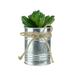 Northlight 5 Pachyveria Succulent Artificial Potted Plant - Green/Silver
