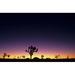California Mojave Desert Joshua Tree National Park Joshua Trees Silhouetted At Dawn. Poster Print (34 x 22)
