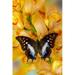 Polyura cognatus tropical butterfly on large golden cymbidium orchid Poster Print by Darrell Gulin (24 x 36) # US48DGU1729