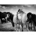 Black and White Horses Poster Print by Seven Trees Design Seven Trees Design (36 x 24) # ST686