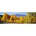 Fall Aspen Trees Telluride CO Poster Print by - 36 x 12
