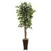 6.5â€™ Ficus with Decorative Planter