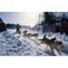 Sled Dog Team Starting Their Run on Mt Chocorua New Hampshire USA Poster Print by Jerry & Marcy Monkman (18 x 12)