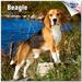 2023 2024 Beagle Calendar - Dog Breed Monthly Wall Calendar - 12 x 24 Open - Thick No-Bleed Paper - Giftable - Academic Teacher s Planner Calendar Organizing & Planning - Made in USA