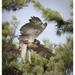 Indiana Indianapolis Young red-tailed hawk by Wendy Kaveney (16 x 17)