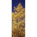 Low angle view of aspen trees in autumn Colorado USA Poster Print (18 x 7)