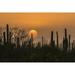 USA Arizona Saguaro National Park. Saguaro cactus at sunset. Poster Print by Jaynes Gallery