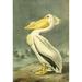 Birds of America 1844 American White Pelican Poster Print by J.J. Audubon
