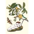 (1) Custard Apple has his soursop leaf a resting place for a White Flannel Moth while a Hawkmoth hovers; Annona muicata; Norape novina; Duponchel s Sphinx Moth Poster Print by Maria Sibylla Merian