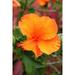 Howard Orange Flower Glossy Poster