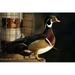 Wood Duck Drake George C Reifel Migratory Bird Sanctuary Westham Island British Columbia Canada Poster Print by Rick A Brown (29 x 19)