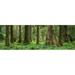 Panoramic Images PPI56504L Trees in a rainforest Hoh Rainforest Olympic National Park Washington State USA Poster Print by Panoramic Images - 36 x 12